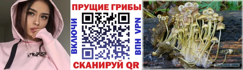 Галлюциногенные грибы Psilocybe  Кувандык 